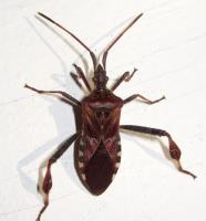 Bed Bug Exterminator Winnipeg image 5